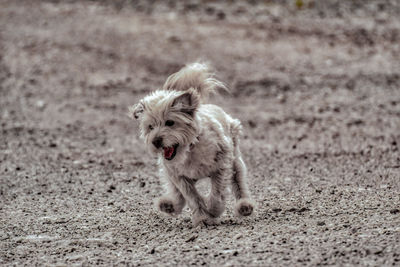 Portrait of dog running on land