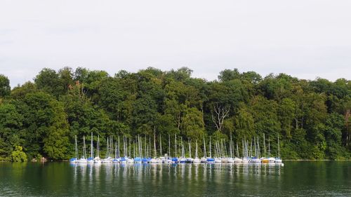 Reflection of trees in calm lake