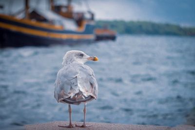 Seagull perching on a boat