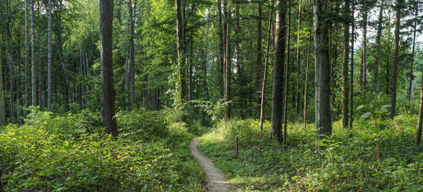 Trees growing in forest