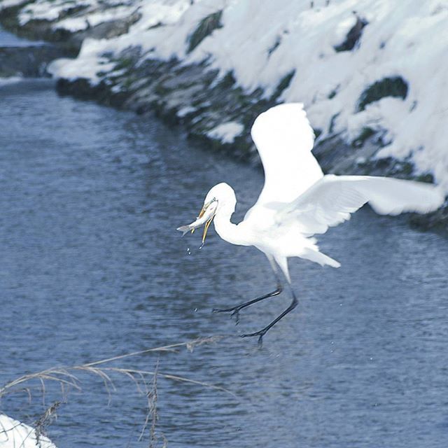 bird, water, animals in the wild, animal themes, wildlife, seagull, one animal, waterfront, rippled, sea, white color, spread wings, lake, nature, swan, flying, beauty in nature, day, outdoors, no people