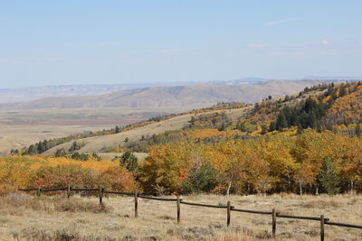 Scenic view of vineyard against clear sky