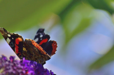 Close-up of insect on flower