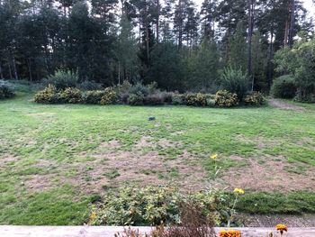 Scenic view of trees growing on field