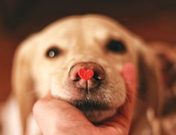 Close-up of hand holding dog