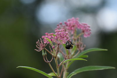 Close-up of bee on pink flowering plant