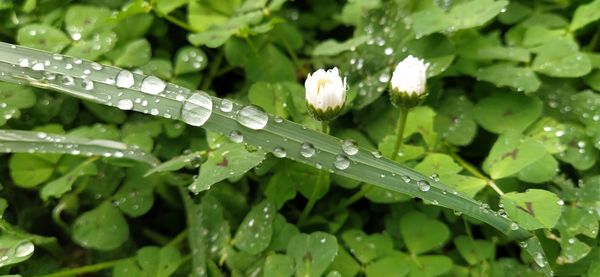 Close-up of wet plant with rain drops on leaves