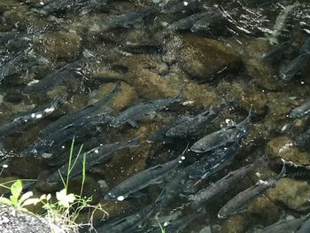 High angle view of turtle swimming in water