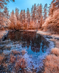 Scenic view of lake in forest against sky during autumn