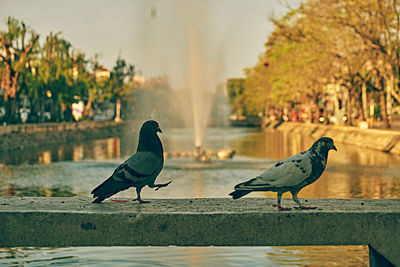 Birds perching on railing