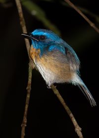 Close-up of bird perching on twig