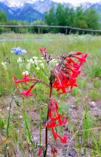 Close-up of plants growing on field