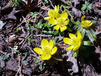 High angle view of yellow flowering plants on field