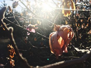 Close-up of crab on branch