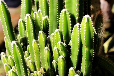 Close-up of succulent plant