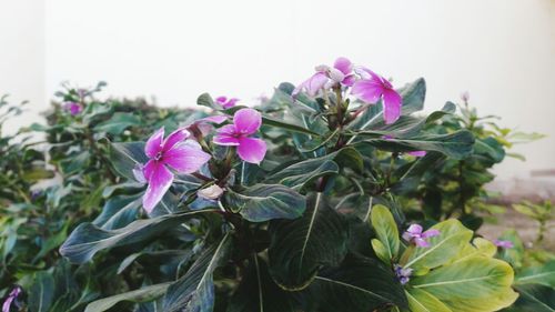 Close-up of pink flowers blooming outdoors