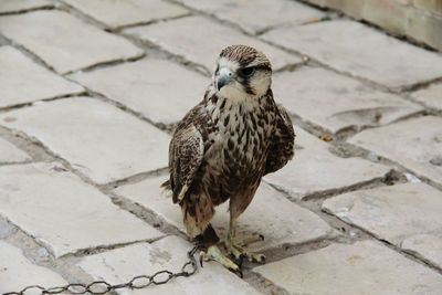 High angle view of owl perching on cobblestone