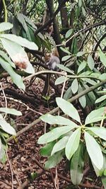 Close-up of lizard on tree