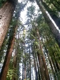 Low angle view of trees in forest