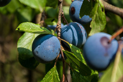 Blue plums on the tree