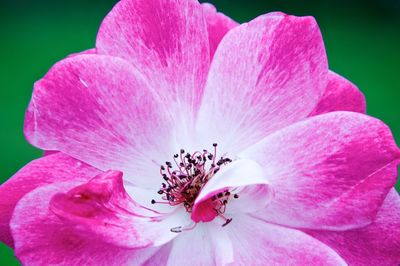 Close-up of pink flower