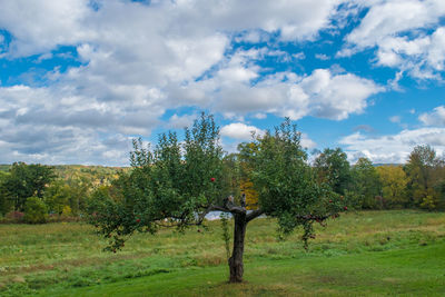 Trees on field against sky