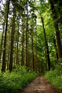 Footpath amidst trees in forest