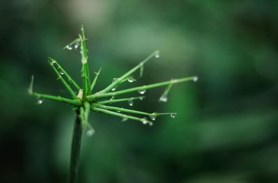 Close-up of wet plant