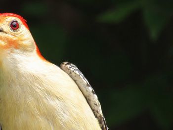 Close-up of owl perching outdoors