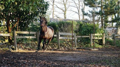 Horse on field against trees