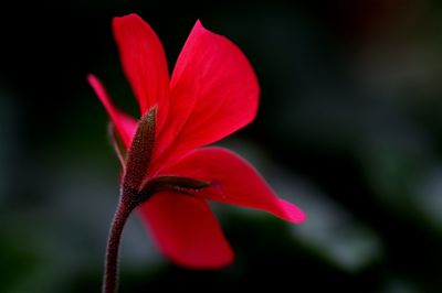Close-up of pink flower