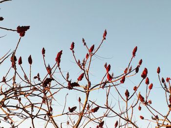 Low angle view of flowering plants against clear sky during winter