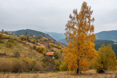 Autumn landscape. fall scene.trees and leaves