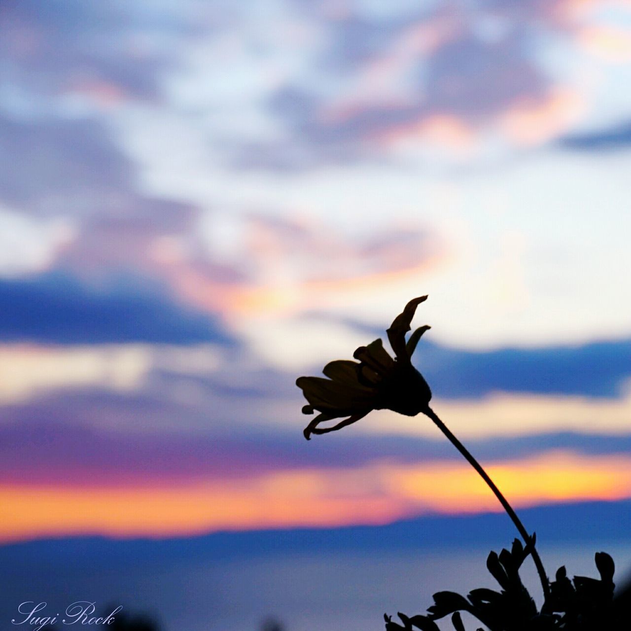 sunset, silhouette, sky, flying, orange color, bird, cloud - sky, animal themes, low angle view, animals in the wild, one animal, nature, cloud, mid-air, wildlife, beauty in nature, dusk, outdoors, focus on foreground, tranquility