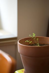 Close-up of potted plant