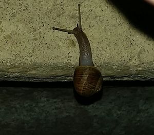 Close-up of object on table