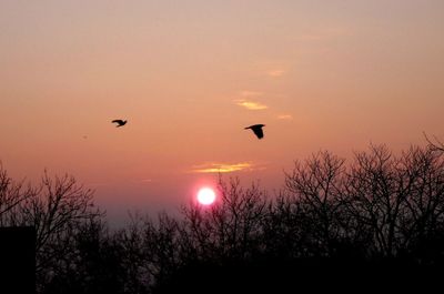 Silhouette of birds flying in the sky