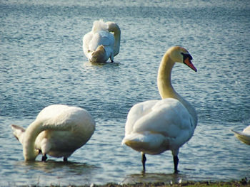 Swans on lake