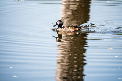 Duck swimming in a lake