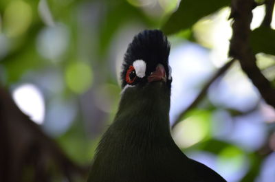 Close-up of bird perching on branch