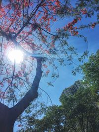 Low angle view of trees against sky