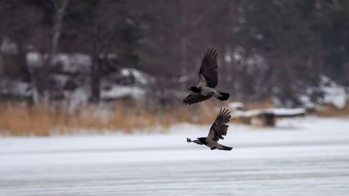 Bird flying over trees during winter