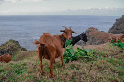 Goats grazing at the cliff