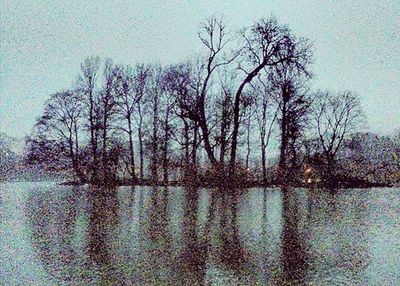 Reflection of bare trees in water