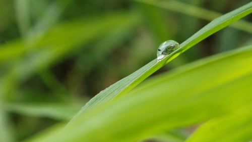 Close-up of insect on leaf