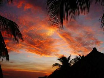 Silhouette of trees at sunset