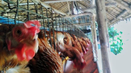 Close-up of rooster in cage