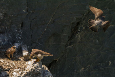 High angle view of birds on rock