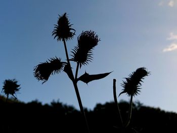 Low angle view of silhouette plants against sky