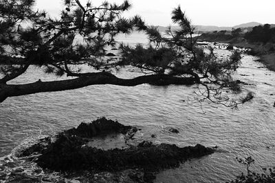 High angle view of trees by sea against sky